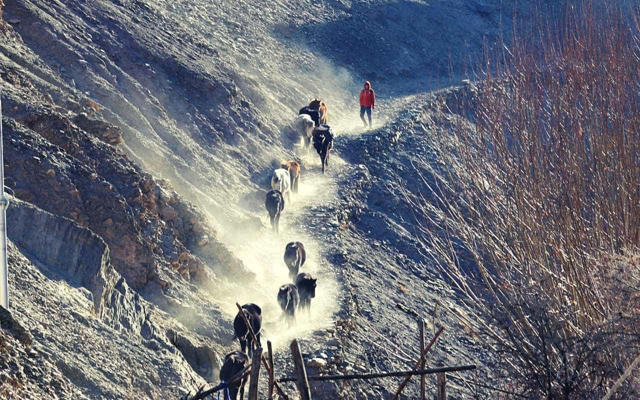 A Visual Ode To Markha Valley Winter Trek A Visual Ode To Markha Valley Winter Trek